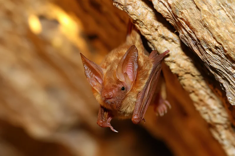 Small brown bat hanging upside down from rough cave ceiling