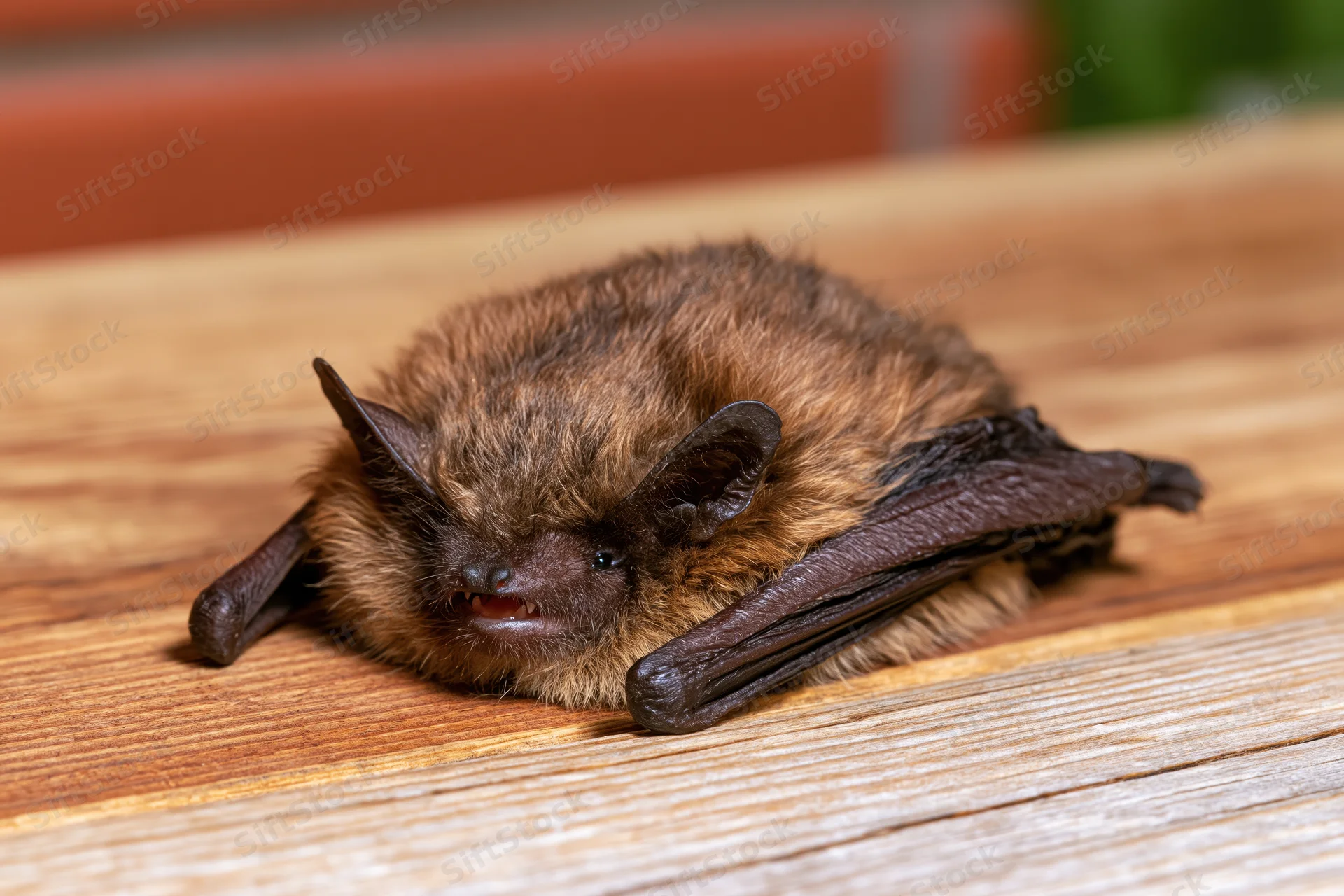 Small brown bat resting flat on wooden plank surface with mouth open