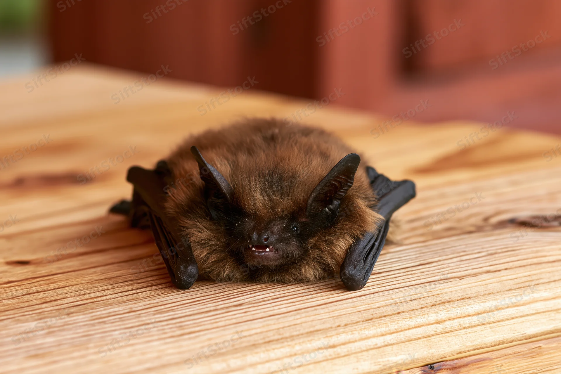 Small brown bat resting flat on wooden plank surface with mouth open