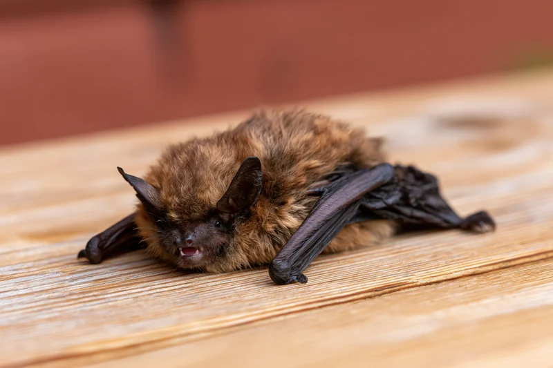 Small brown bat resting flat on wooden plank with mouth open