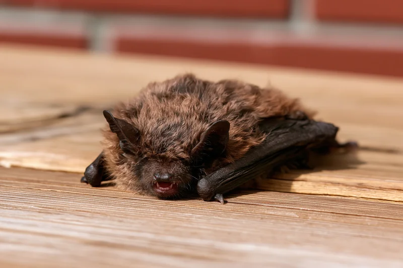 Small brown bat resting with mouth open on wooden plank surface