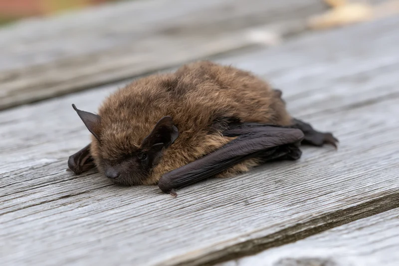 Small brown bat resting with wings folded on weathered wooden surface