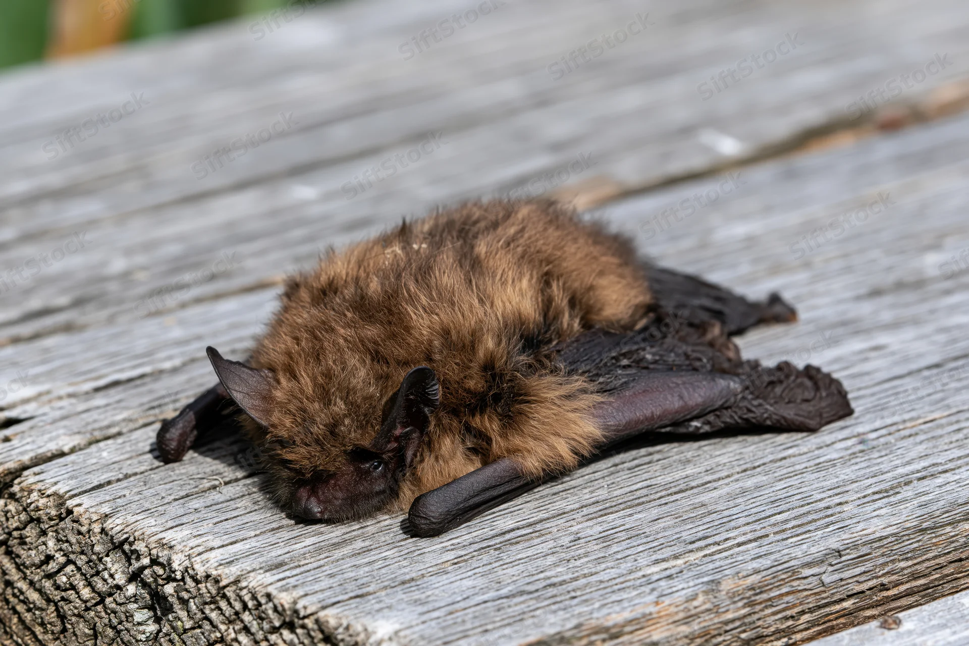 Small brown bat resting with wings folded on weathered wooden surface