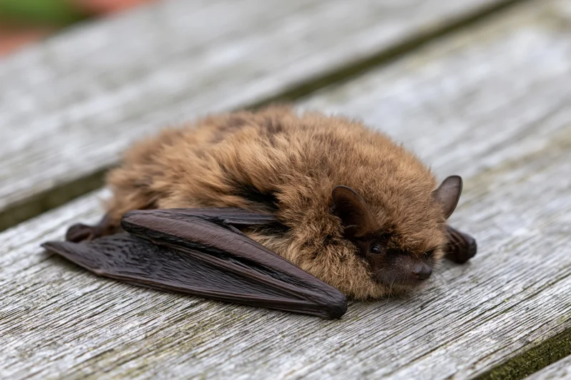 Small brown bat resting on weathered wooden surface with wings folded