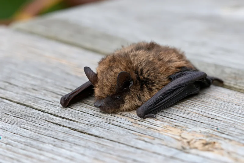 Small brown bat resting with wings folded on weathered wooden surface