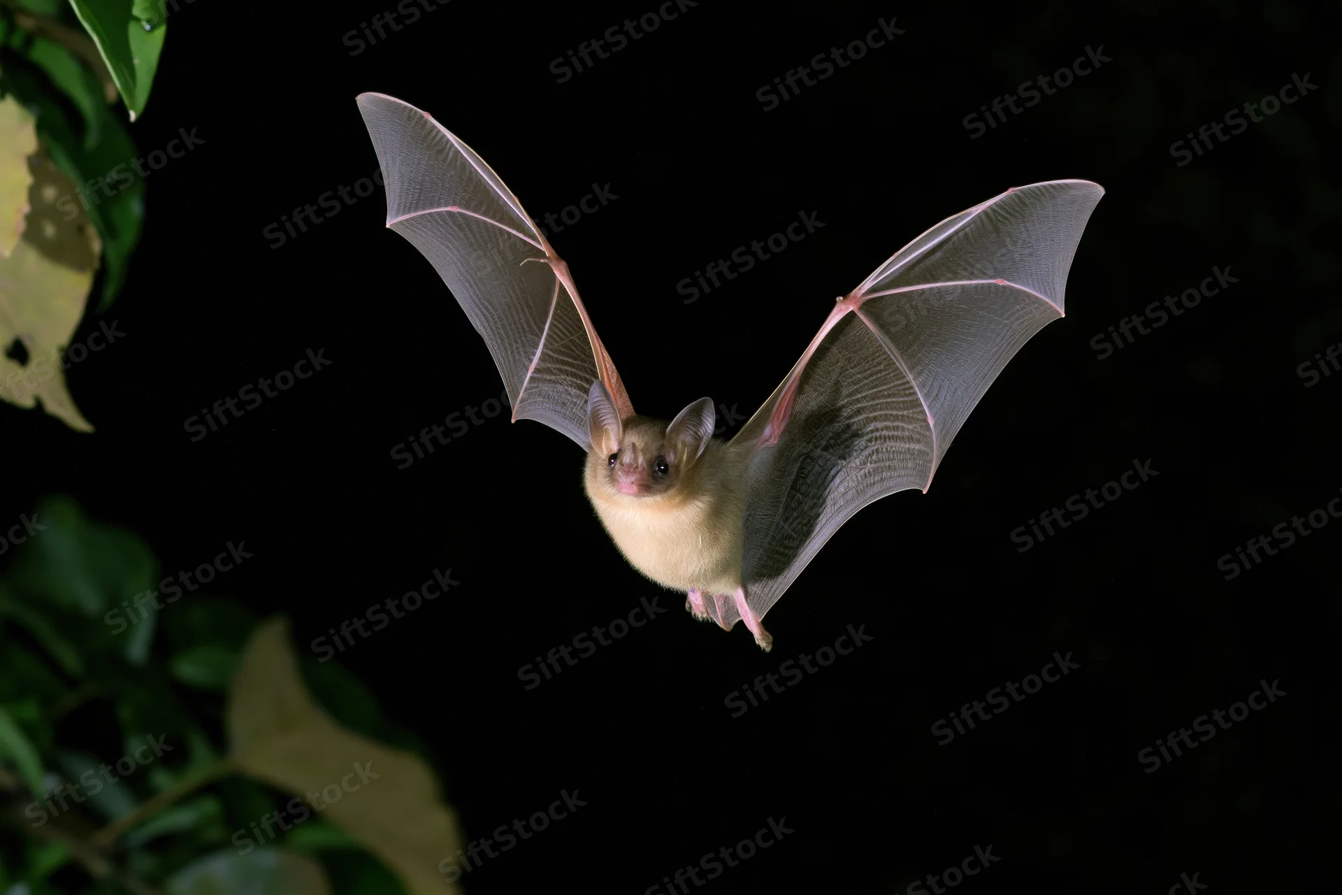 Small fruit bat in mid-flight with wings spread facing camera against dark background with foliage on left