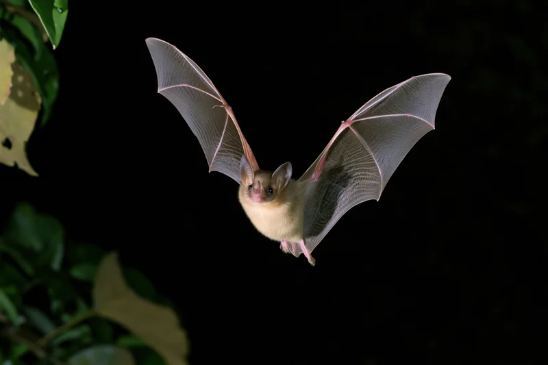 Small fruit bat in mid-flight with wings spread facing camera against dark background with foliage on left
