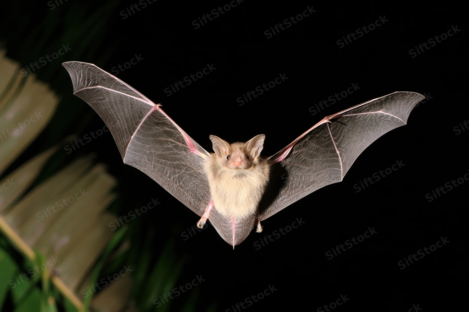 Small fruit bat in mid-flight with wings spread facing camera against dark background near foliage