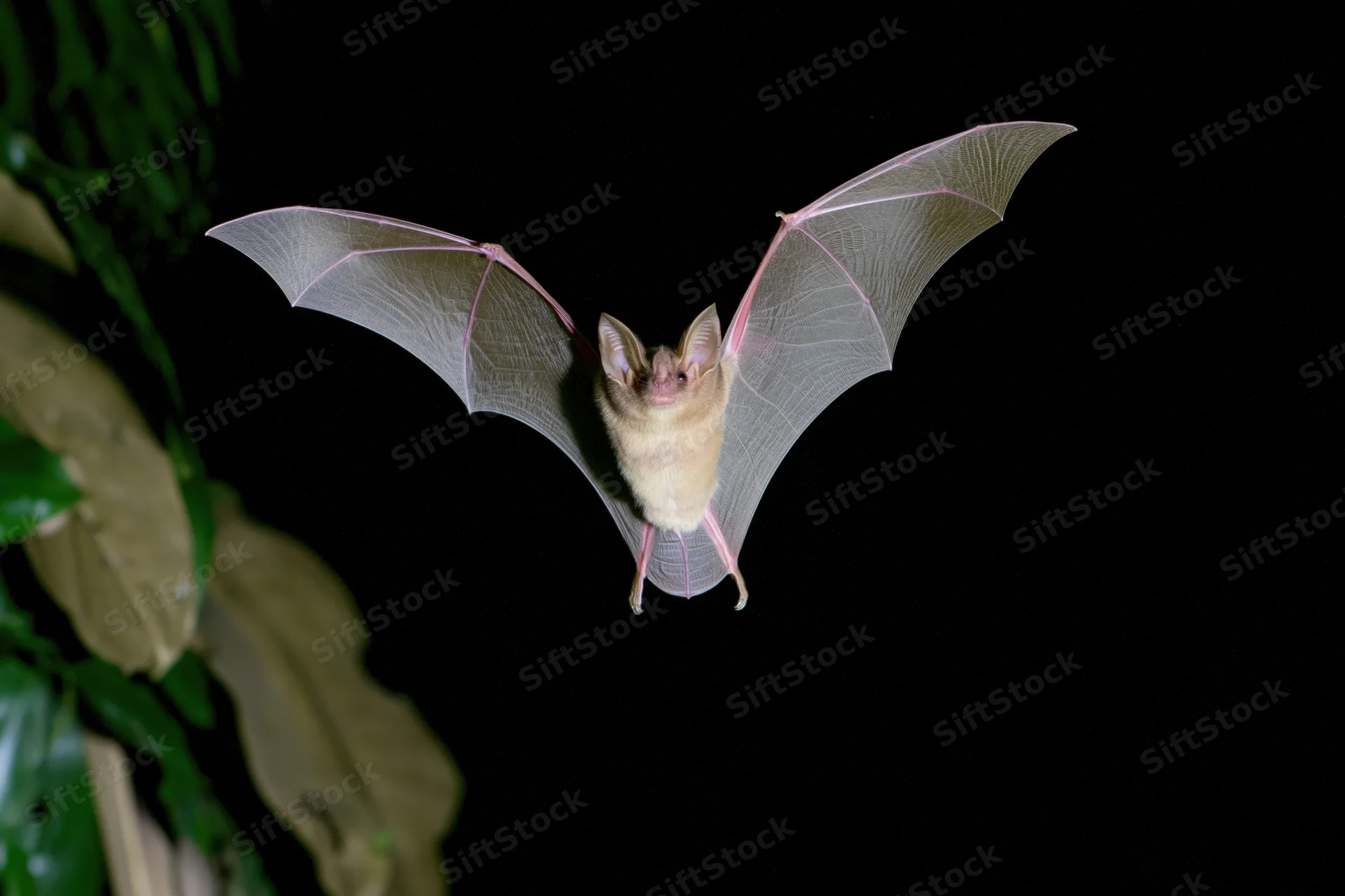 Small fruit bat in mid-flight with wings spread facing camera against dark background near foliage