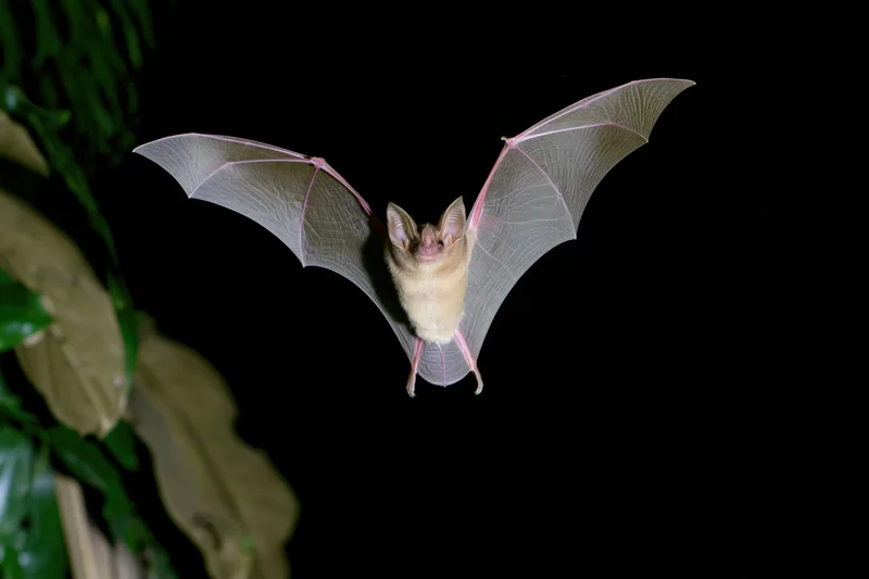 Small fruit bat in mid-flight with wings spread facing camera against dark background near foliage