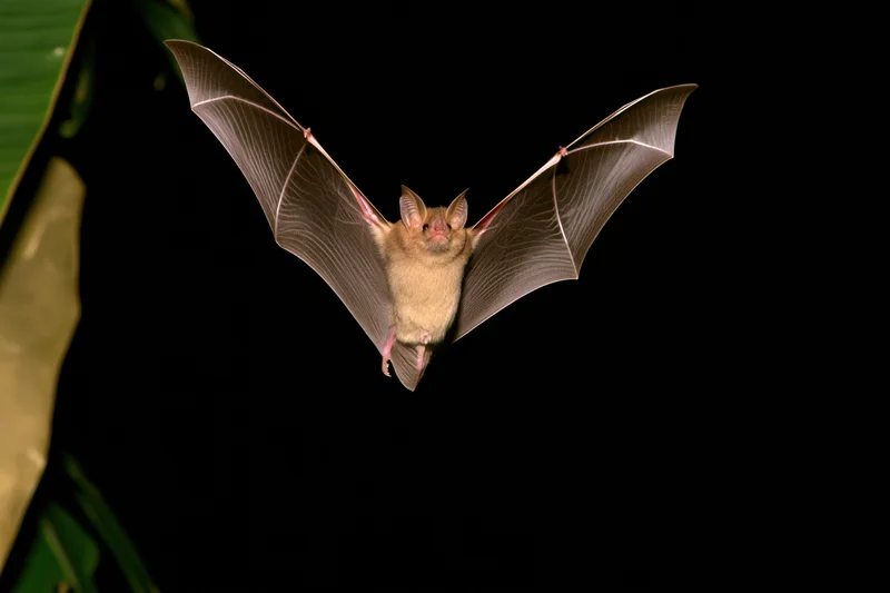 Small bat in mid-flight with wings spread facing camera against dark background