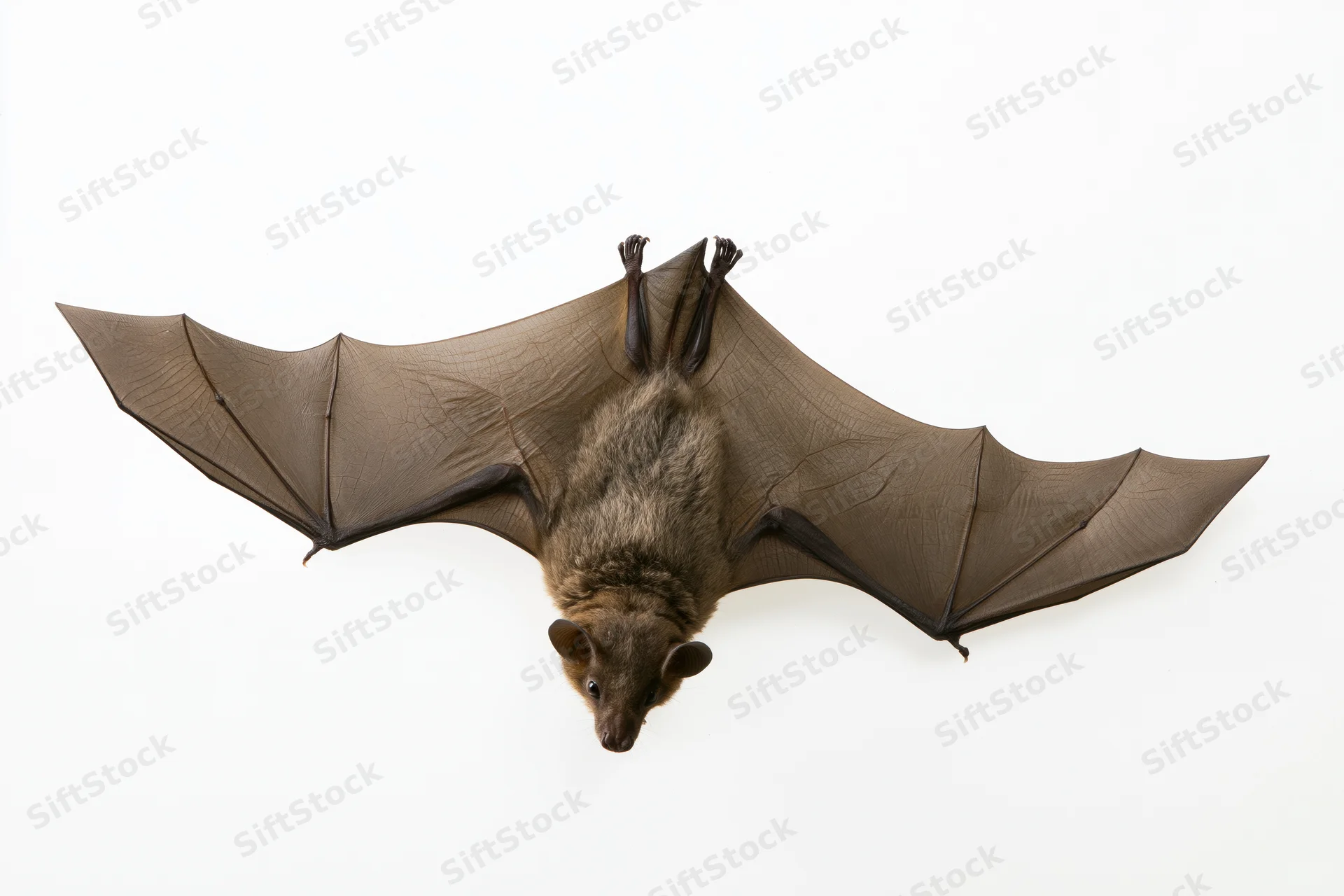 Fruit bat with wings fully spread photographed from below against white background