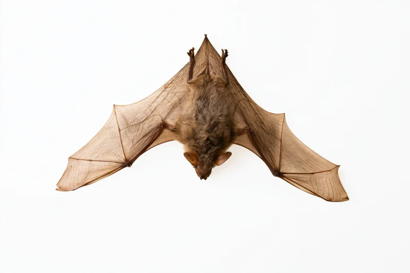 Small fruit bat hanging upside down with wings fully spread against white background
