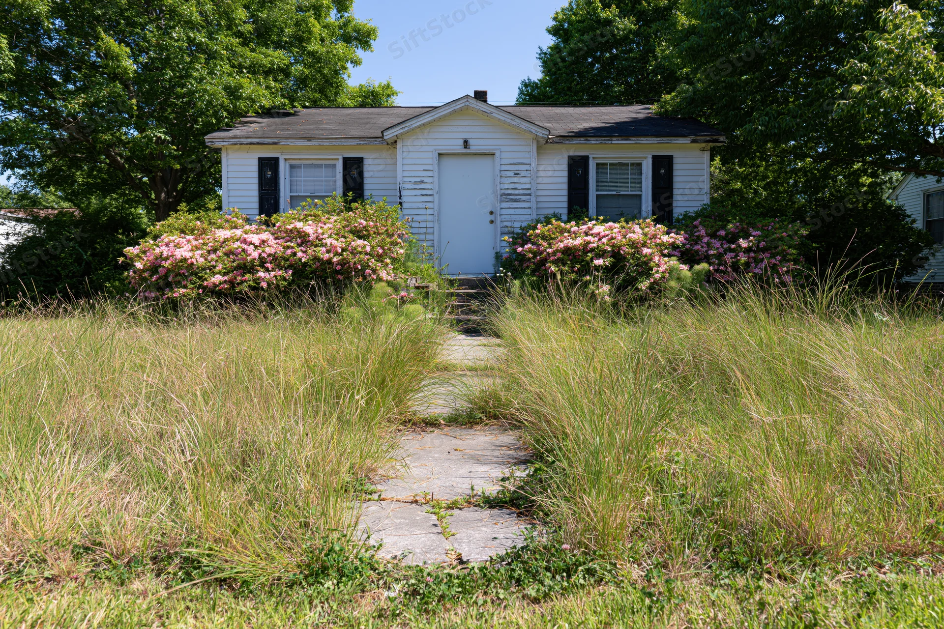 White clapboard bungalow with black shutters surrounded by overgrown grass and pink flowering shrubs