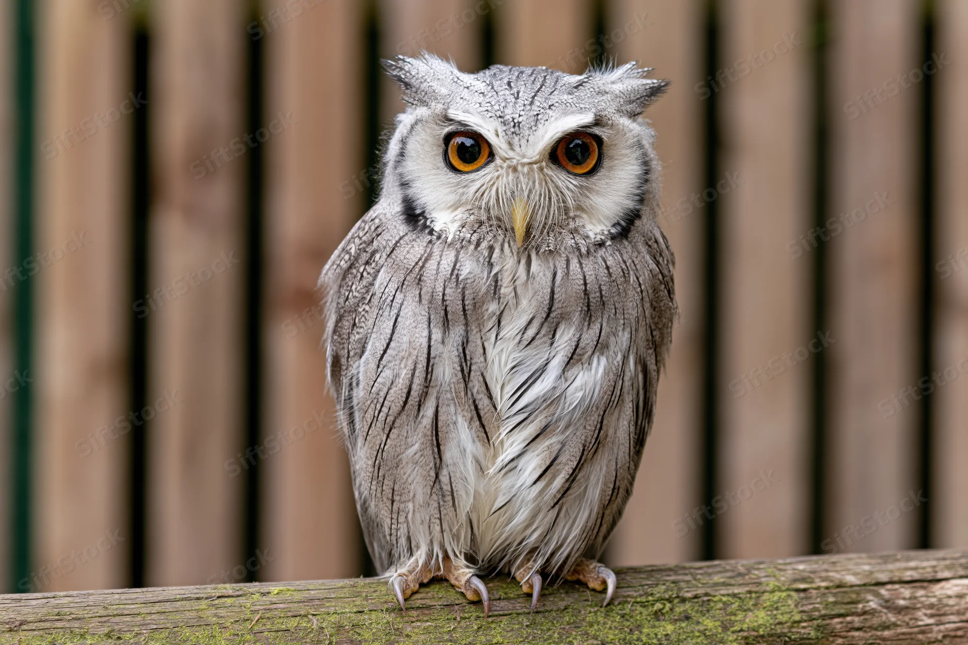 White-faced scops owl perched on mossy wooden surface facing forward