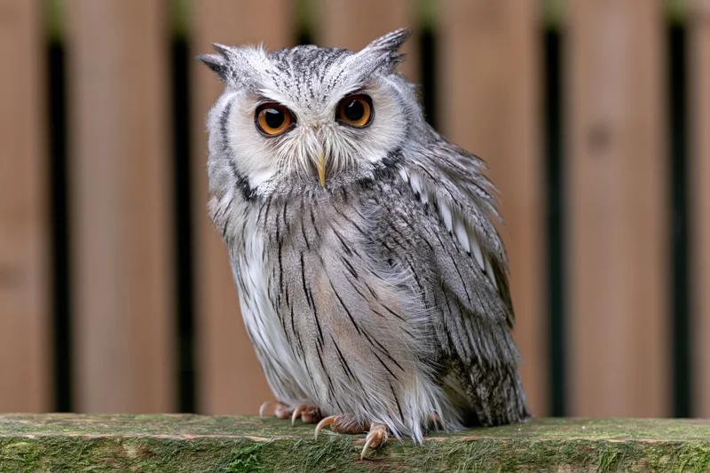 White-faced scops owl perched on mossy wooden surface in front of wooden fence