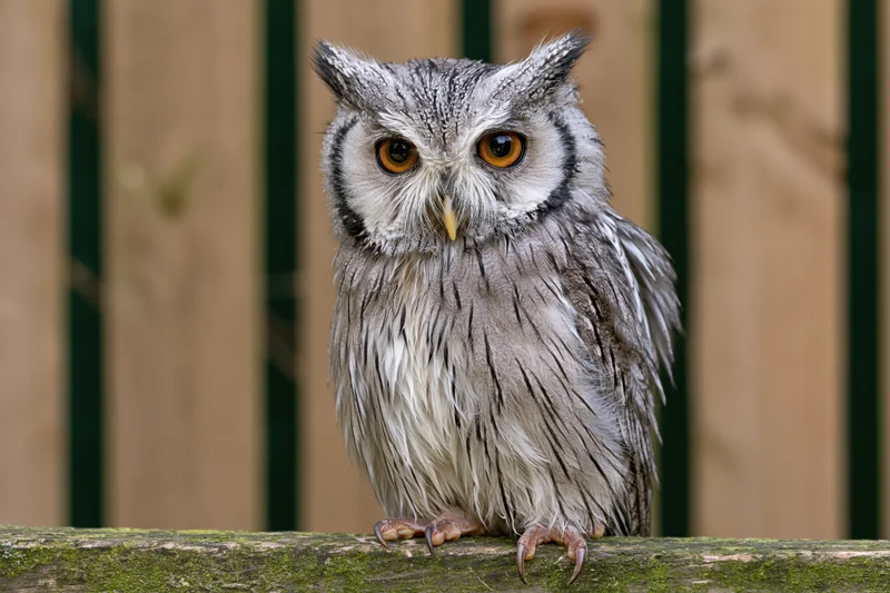 White-faced scops owl perched on mossy wooden surface facing forward