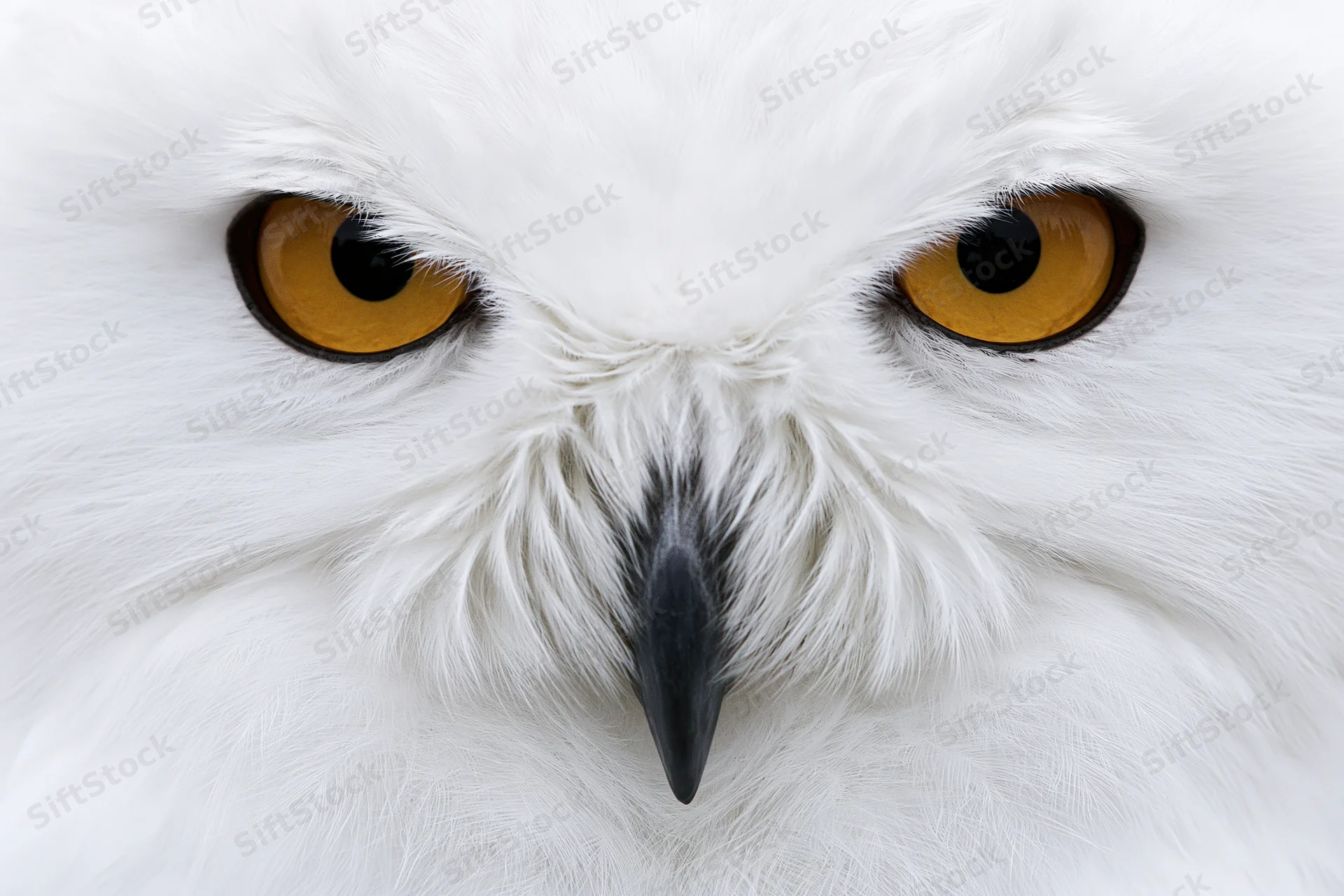 Snowy owl face in extreme closeup filling the frame