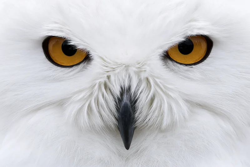 Snowy owl face in extreme closeup filling the frame