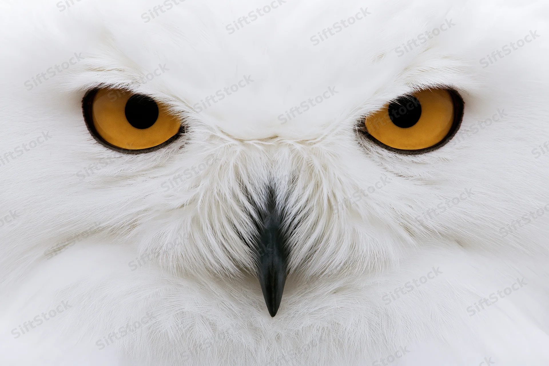 Snowy owl face in extreme closeup filling frame with intense yellow eyes and white feathers