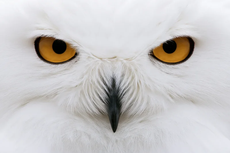 Snowy owl face in extreme closeup filling frame with intense yellow eyes and white feathers
