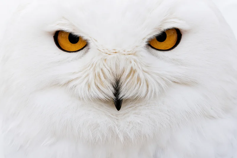 Snowy owl facing forward in extreme close-up portrait with intense yellow eyes and white feathers