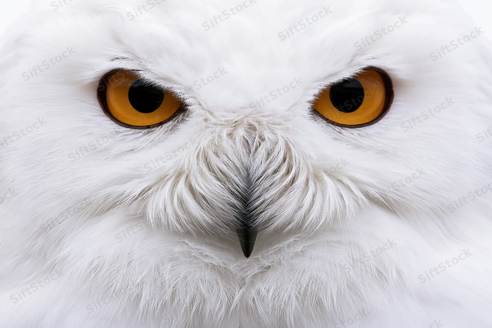 Snowy owl facing forward in extreme close-up portrait with intense yellow eyes and white feathers