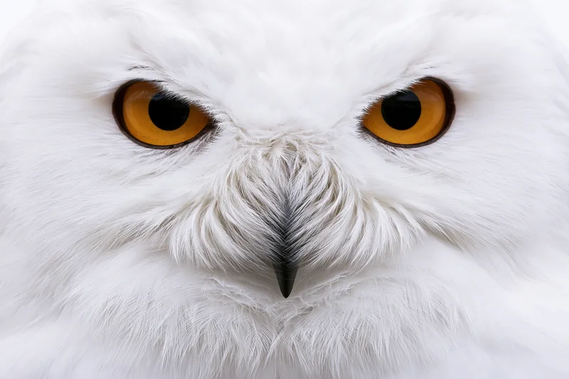 Snowy owl facing forward in extreme close-up portrait with intense yellow eyes and white feathers