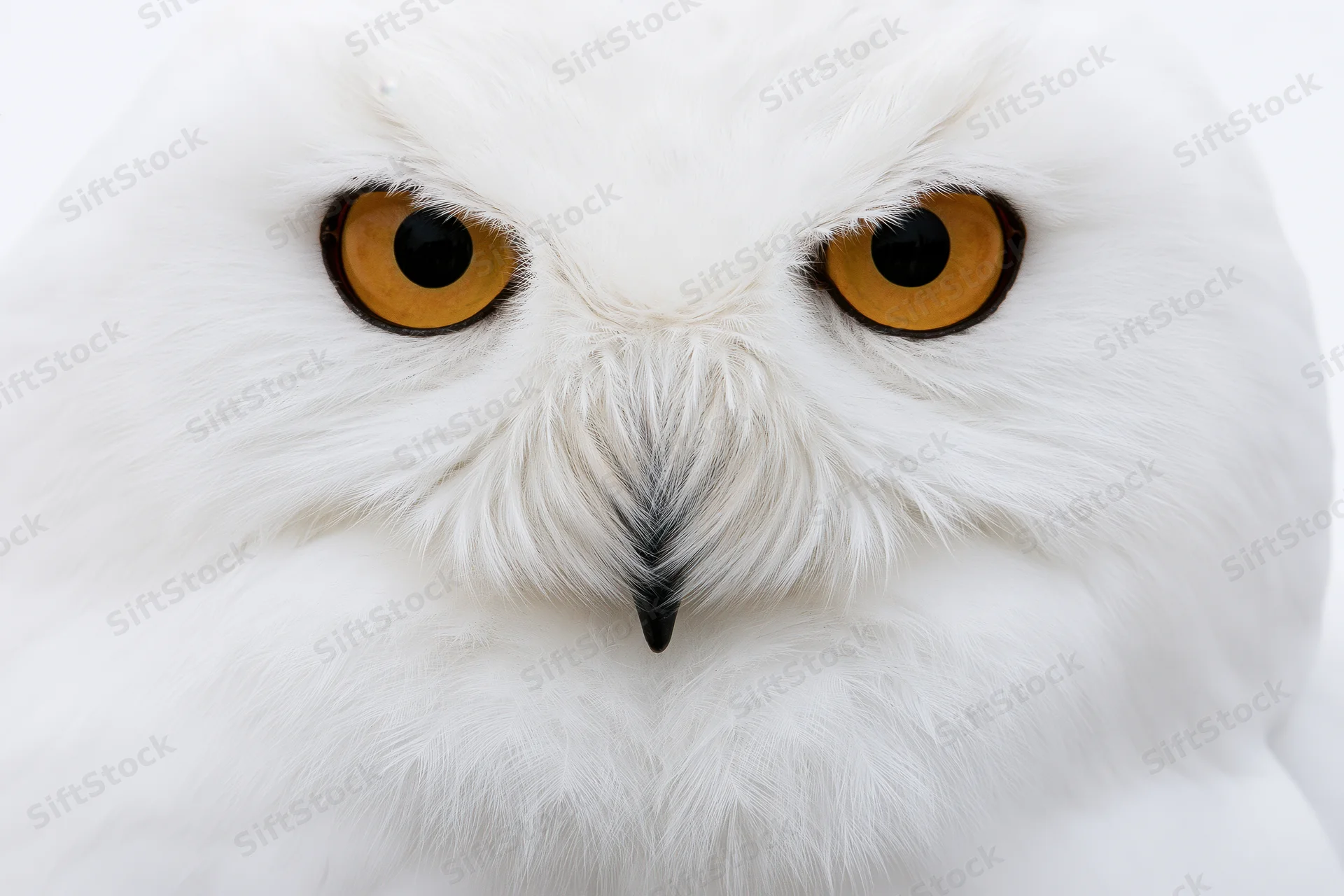 Snowy owl facing directly forward in extreme close-up portrait with intense yellow eyes and white feathers