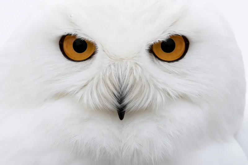 Snowy owl facing directly forward in extreme close-up portrait with intense yellow eyes and white feathers