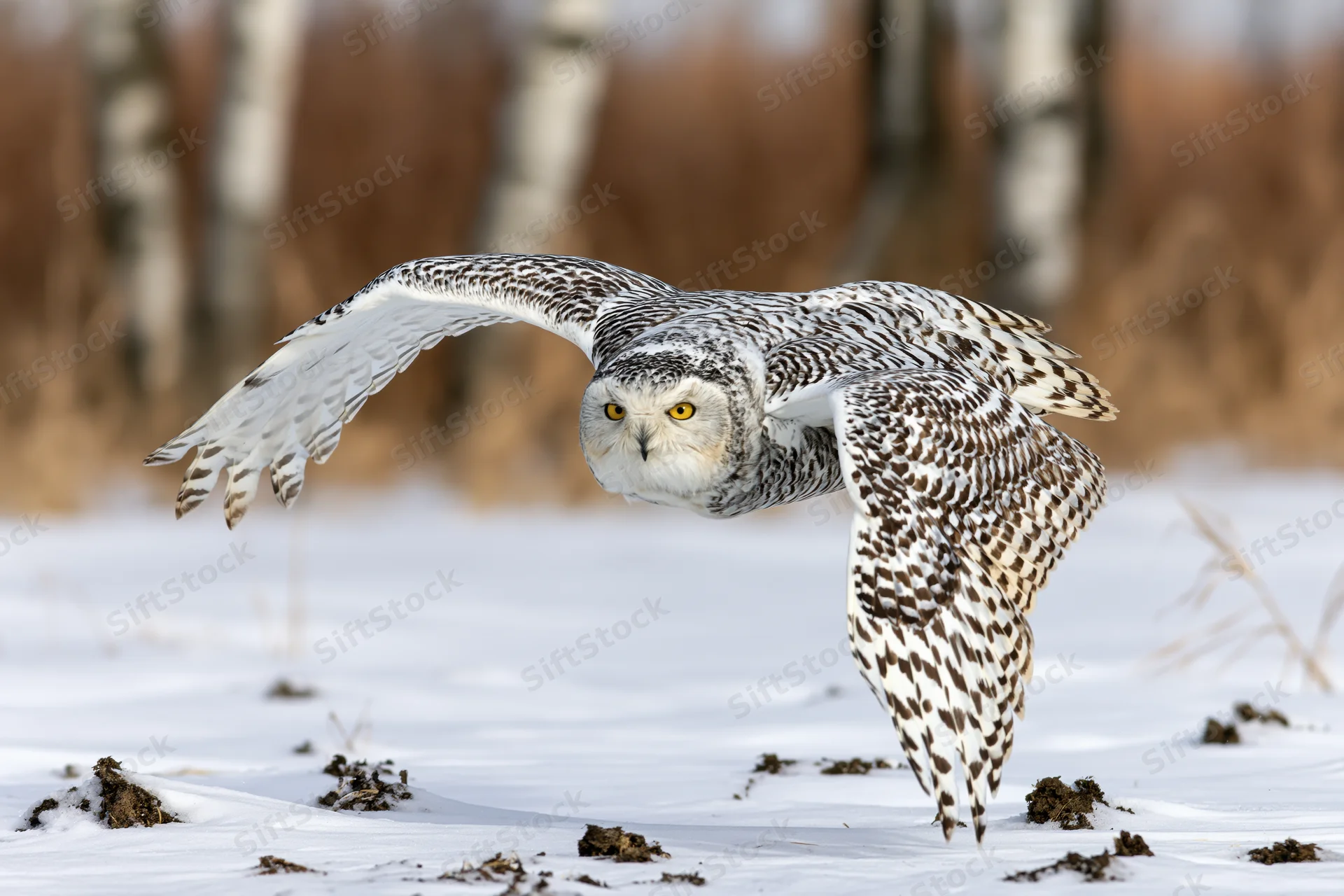 Snowy owl in mid-flight low over snow-covered field with wings spread and focused eyes