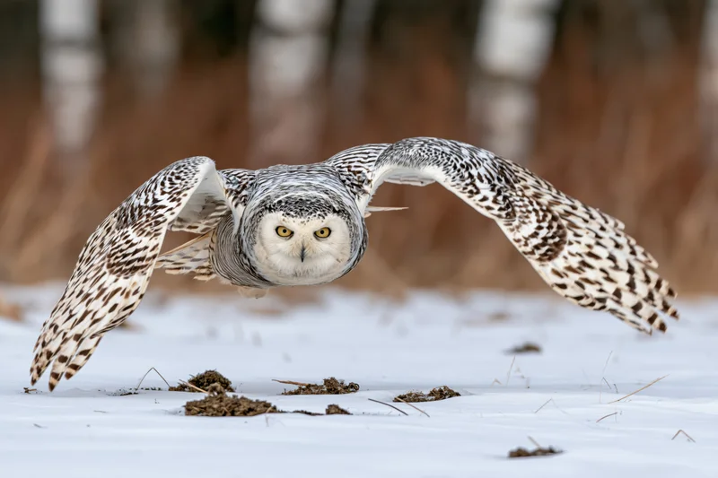 Snowy owl in low flight over snow-covered field with wings spread wide