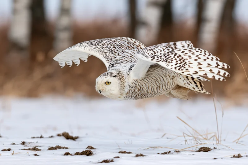 Snowy owl in mid-flight low over snow-covered field with wings spread wide