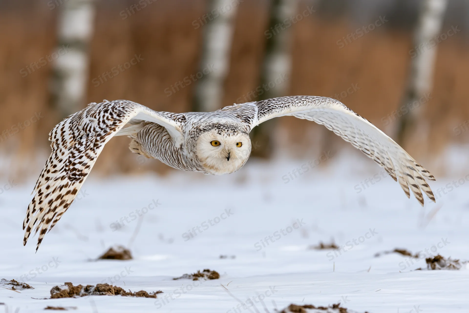 Snowy owl in mid-flight low over snow-covered field with wings spread wide