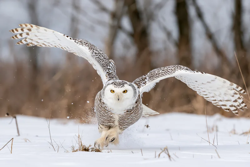 Snowy owl in mid-flight lifting off from snow-covered ground with wings spread wide