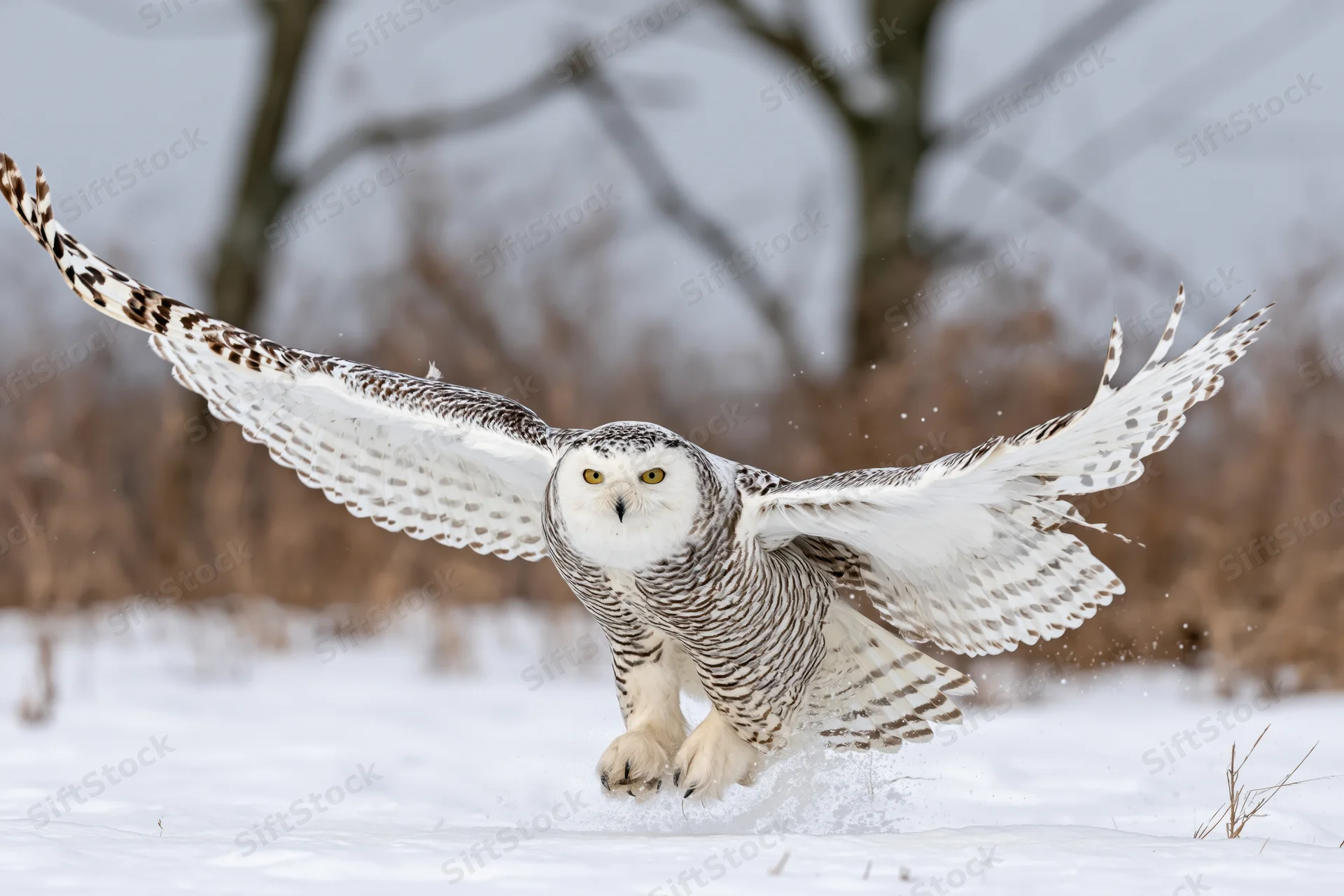 Snowy owl spreading wings to take off from snow-covered ground in winter forest