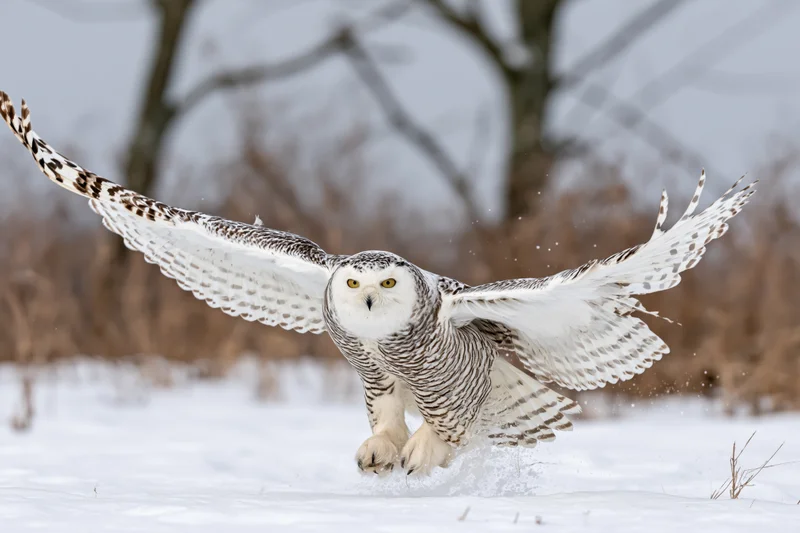 Snowy owl spreading wings to take off from snow-covered ground in winter forest