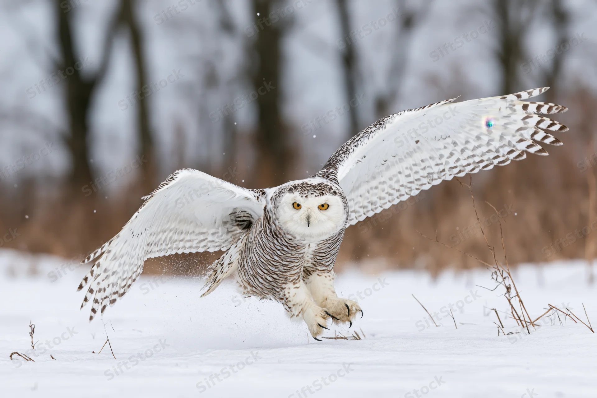Snowy owl taking off from snow-covered ground with wings spread wide in winter forest