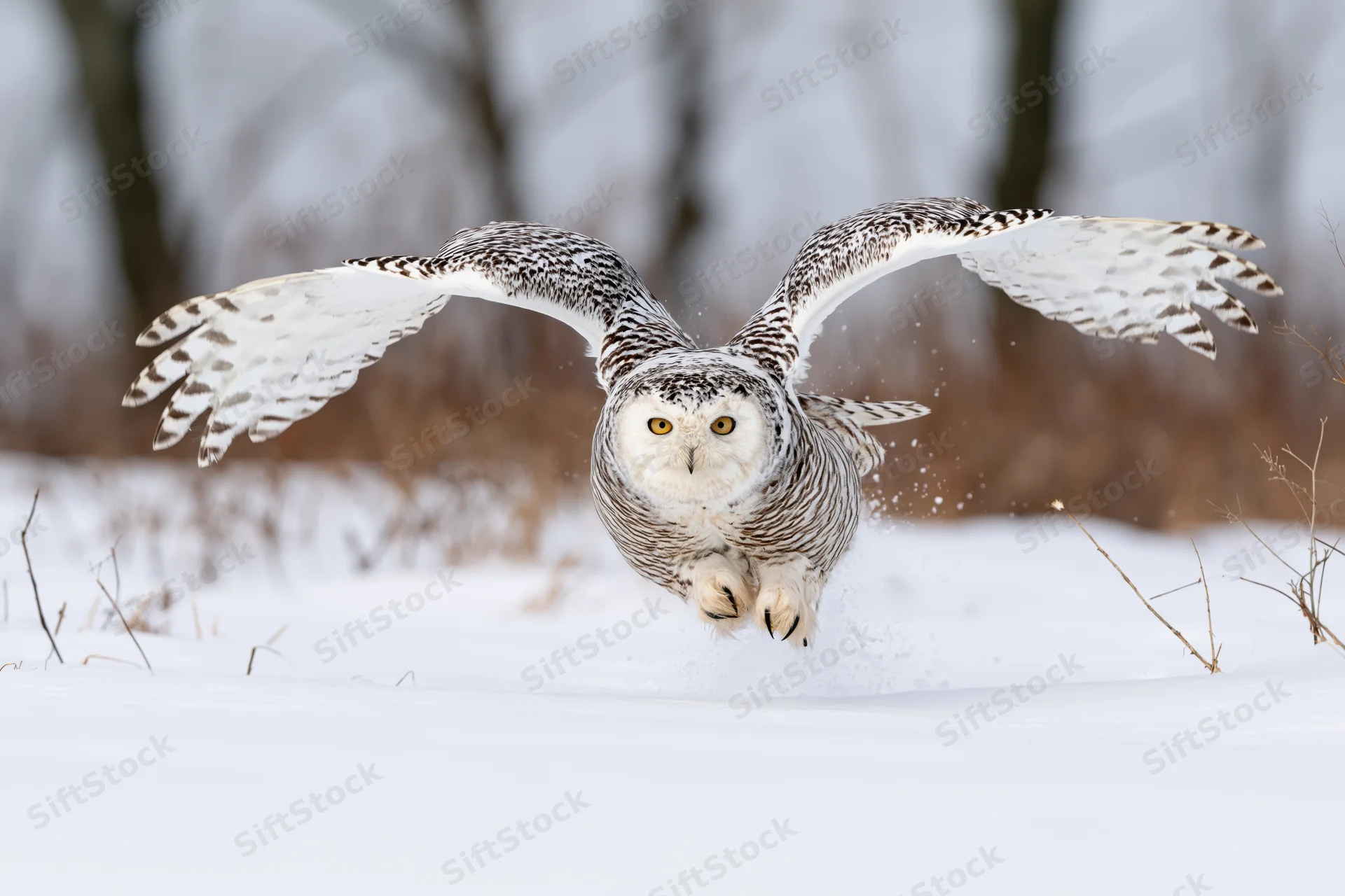 Snowy owl taking off from snow-covered ground with wings spread wide