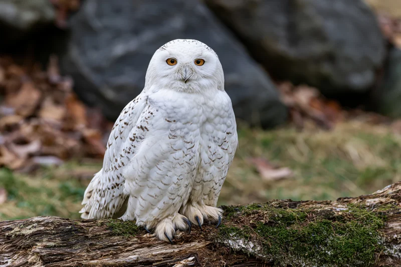 Snowy owl perched on a mossy log facing the camera in a forest setting