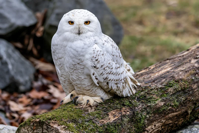 Snowy owl perched on mossy log facing camera in forest setting