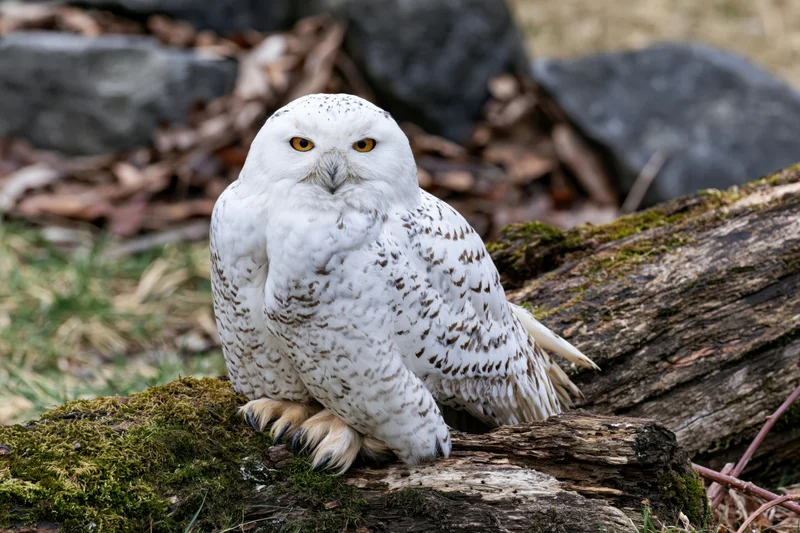 Snowy owl perched on mossy log facing camera in forest setting
