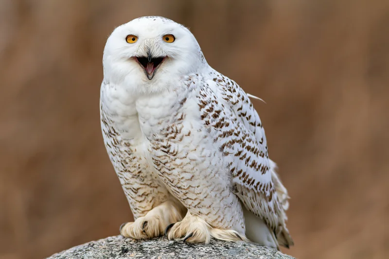 Snowy owl perched on a granite rock with beak open mid-call