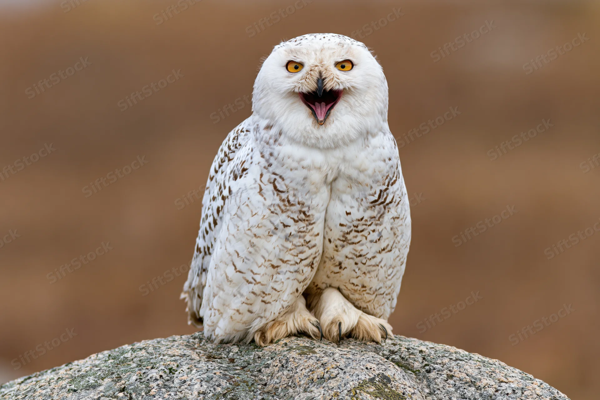 Snowy owl perched on a rounded granite rock with beak open mid-call