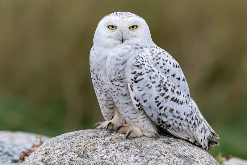 Snowy owl perched on a granite rock facing the camera