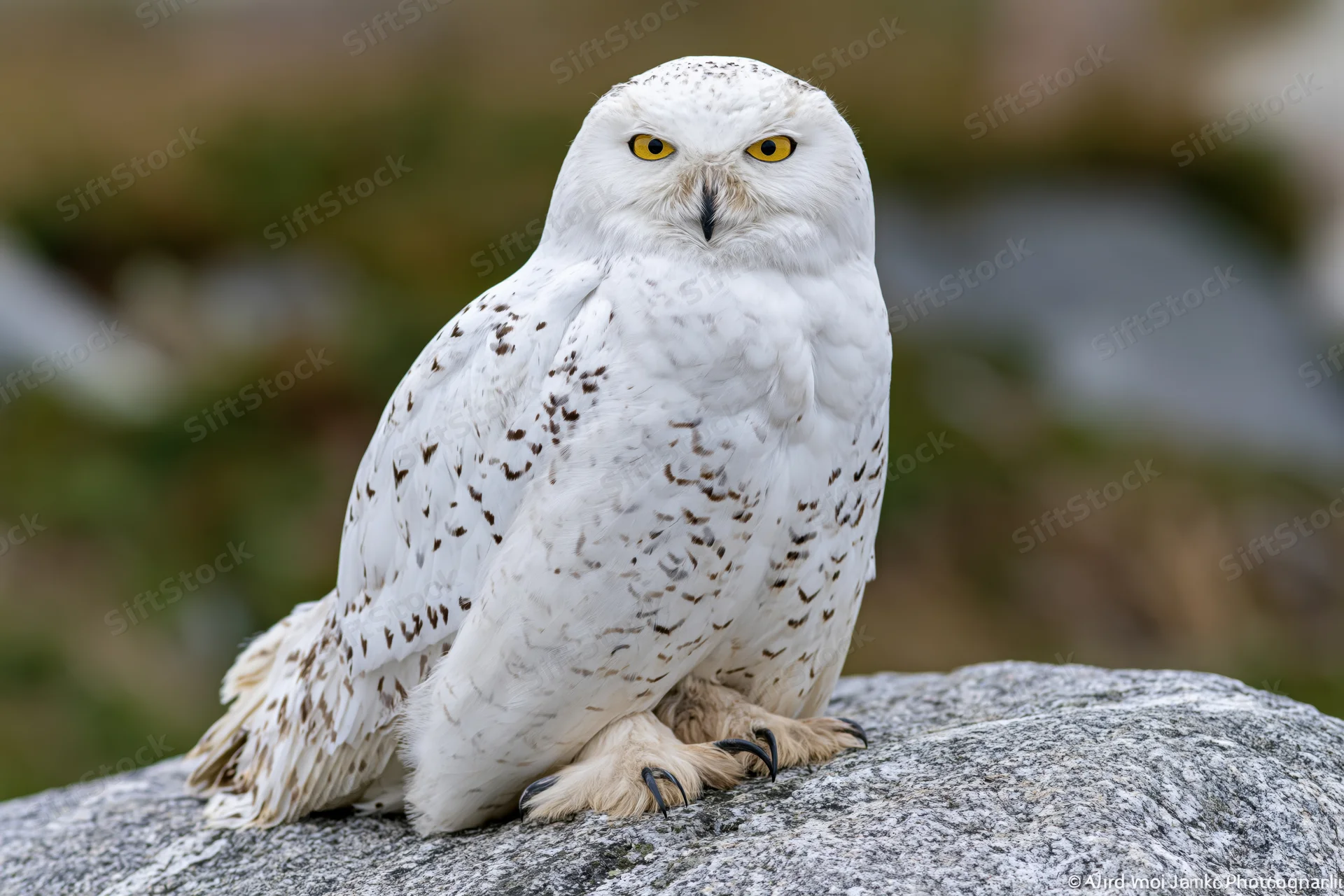 Snowy owl perched on a granite rock facing the camera