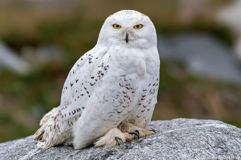 Snowy owl perched on a granite rock facing the camera