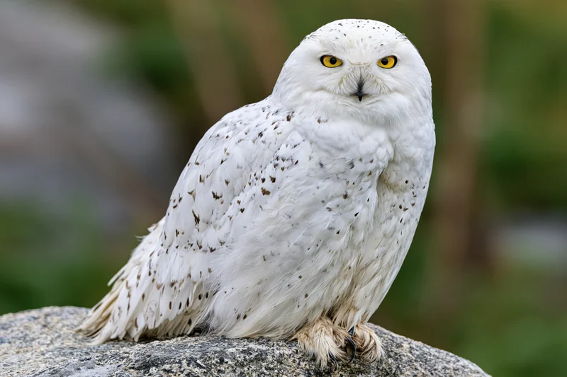 Snowy owl perched on granite rock facing camera