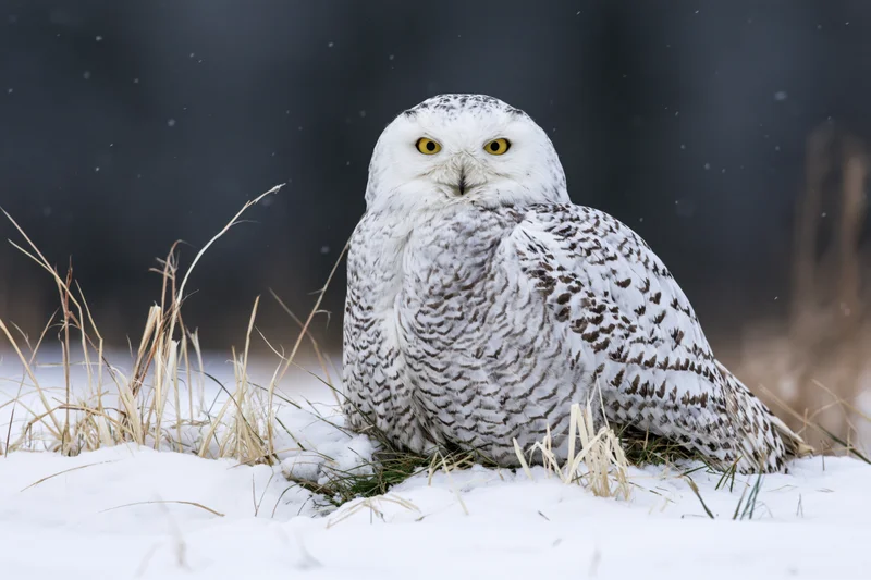Snowy owl perched on snow-covered ground facing camera with yellow eyes and patterned feathers among dry grass