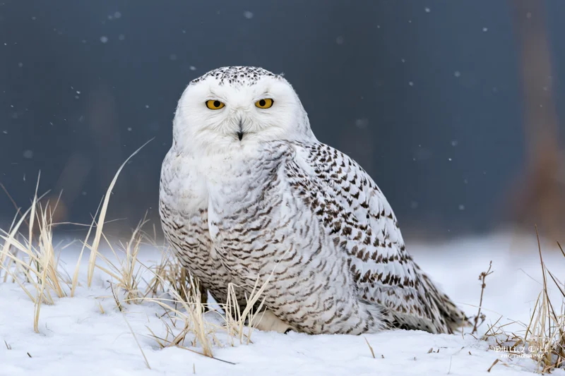 Snowy owl perched on snow-covered ground facing camera among dry grass